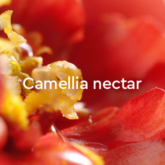 Camellia nectar