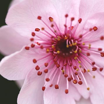 서울 매화, 자스민 삼박, 로즈 버드, 일랑일랑